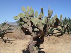テオティワカン駐車場のウチワサボテン