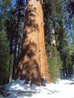 シャーマン将軍の樹