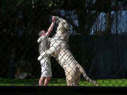 ホワイトタイガー