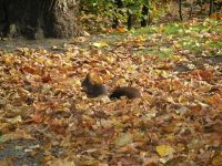 シェーンブルン宮殿のリス