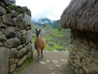 リャマのお迎え