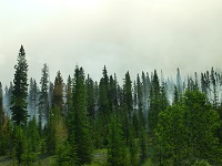 木が燻るアイスフィールドパークウエイ