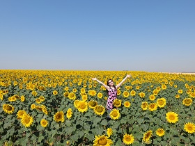 Ｉ様／ひまわりが観たくて、セビリアへ