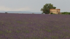 Ｎ様・Ｙ様／女友達二人の観光、グルメ、買い物満載