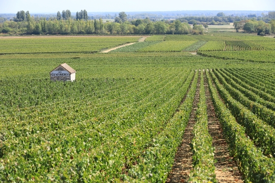 Y様ご夫妻/ぶどう畑に囲まれて8日間