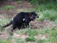 U様 / タスマニア島9日間