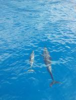 Ｓ様ご夫妻／enjoyハワイ☆オアフ島６日間