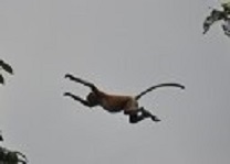 A様／動物ウォッチング ☆ ボルネオ5日間