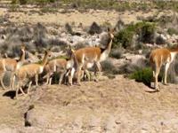 ビクーニャの群れ