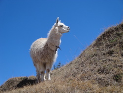 たたずむリャマ