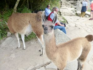 マチュピチュのリャマ親子