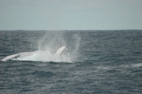 ホエールウォッチ