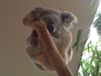 コアラ