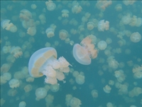 Ｍ様／リフレッシュ　パラオ　パラオ5日間