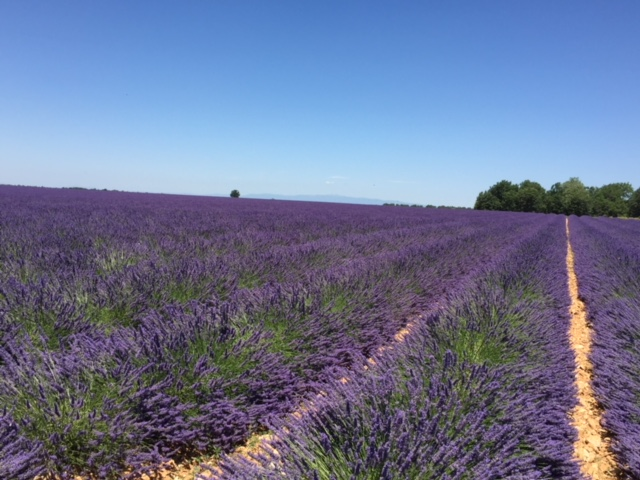 H様／フランス８日間