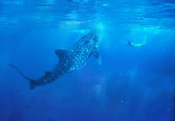 世界最大の魚類ジンベイザメと一緒に泳ぐ
