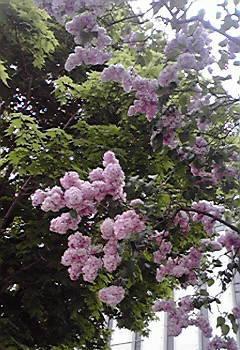 Bu28  札幌大通公園のライラックの花・・・初夏のそよ風！