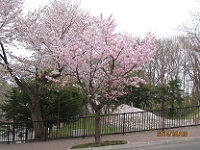 Bu42  札幌のもいわ山麓に桜咲く！