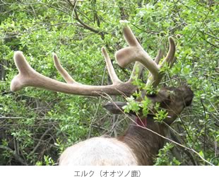 カナディアンロッキーで暮らす動物たち2