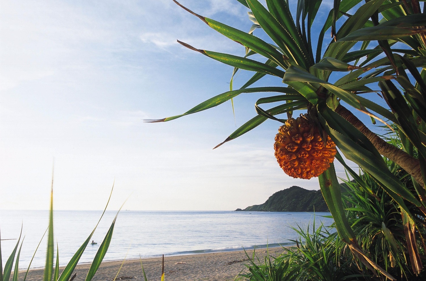 〝東洋のガラパゴス” 奄美大島で伝統文化に触れる4日間