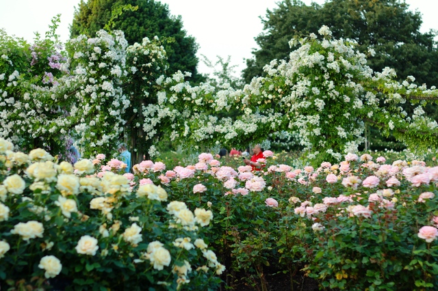 ロンドン市内 クィーン メアリー ローズ ガーデン 庭園を巡るイギリス旅行 のオーダーメイド見積もり ウェブトラベル