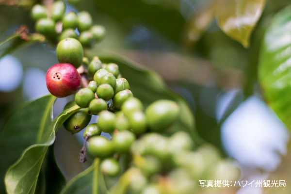 ハワイ島で栽培されるコーヒー0