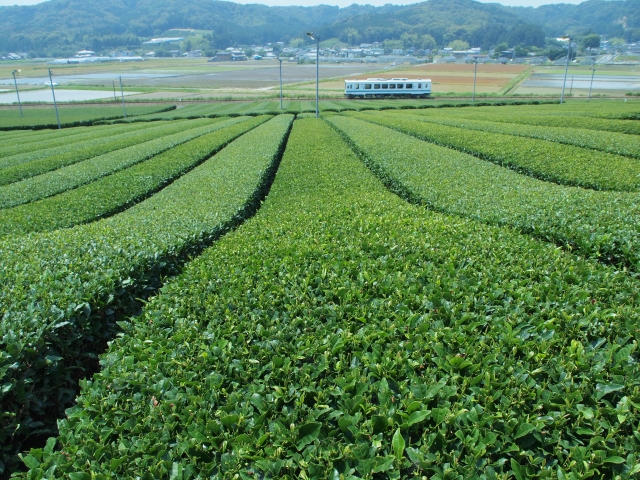茶畑の中を走る天竜浜名湖鉄道／イメージ