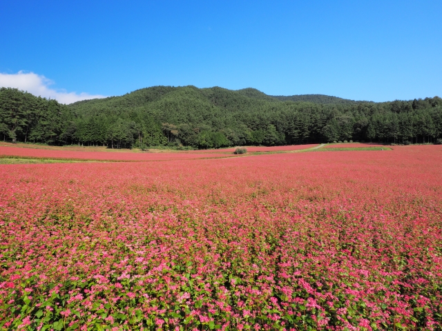 ルビー色に染まる赤蕎麦畑と上諏訪温泉＆奈良井宿を訪ねて