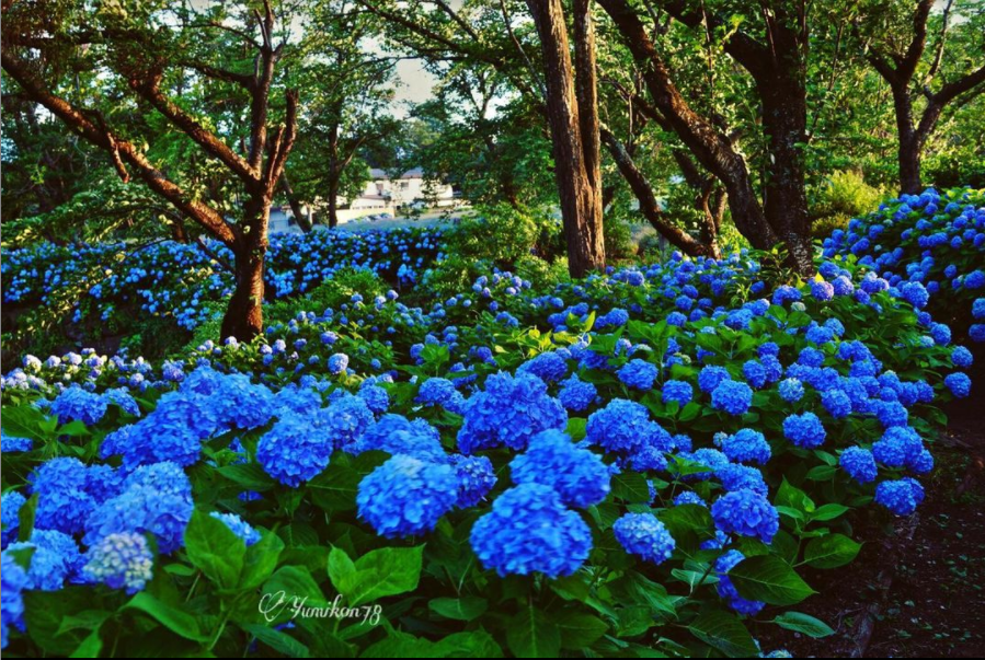 八木崎公園©富士河口湖ふるさと振興財団