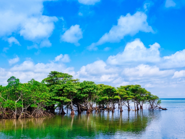 沖縄の原風景と自然の残る離島を満喫！島めぐりの旅４日間