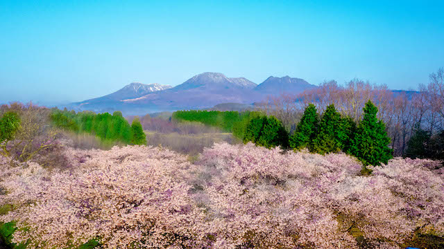 長湯温泉しだれ桜の里0