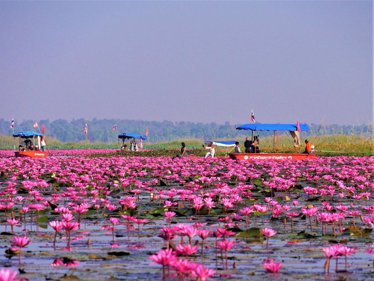 タイの新名所「赤い睡蓮の海」の見頃は12月から2月
