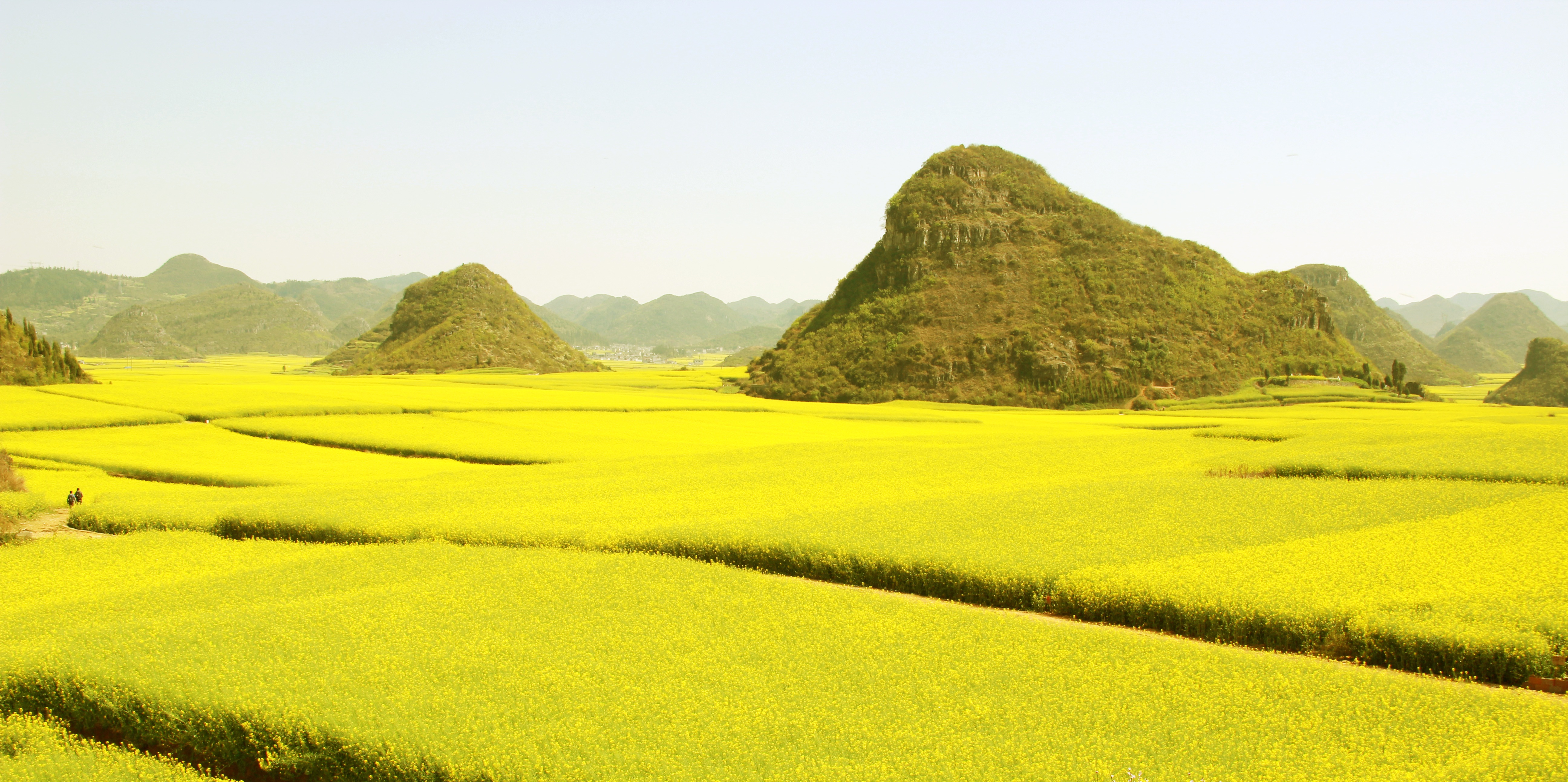 2月に見頃を迎える中国・羅平の菜の花畑