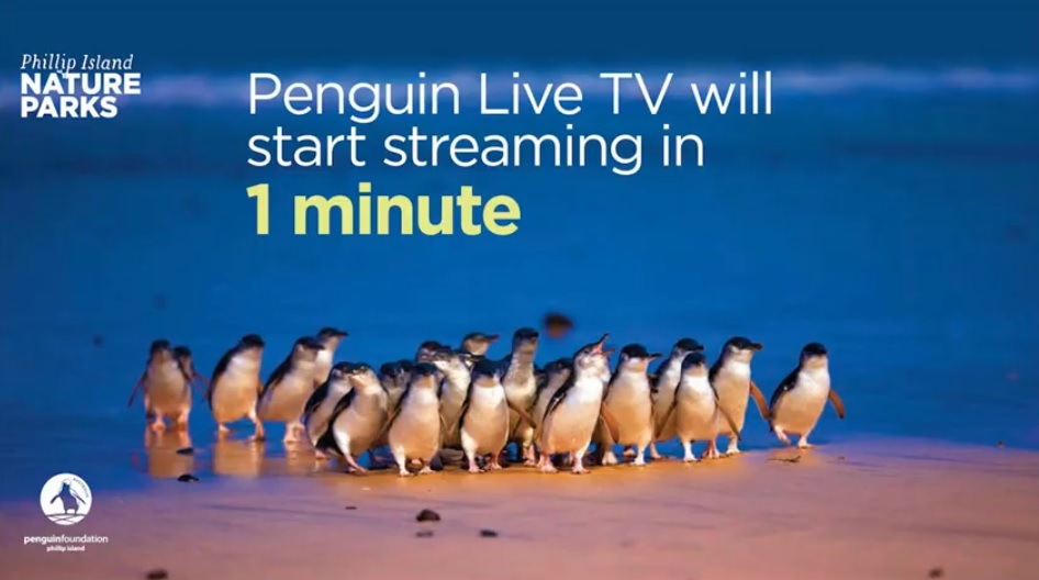 【おうちでオーストラリア】フィリップ島のペンギンパレード、ライブ配信開始
