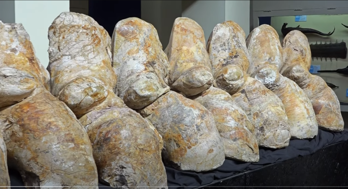 地球史上で最も重い古代クジラの化石、リマの博物館で公開中