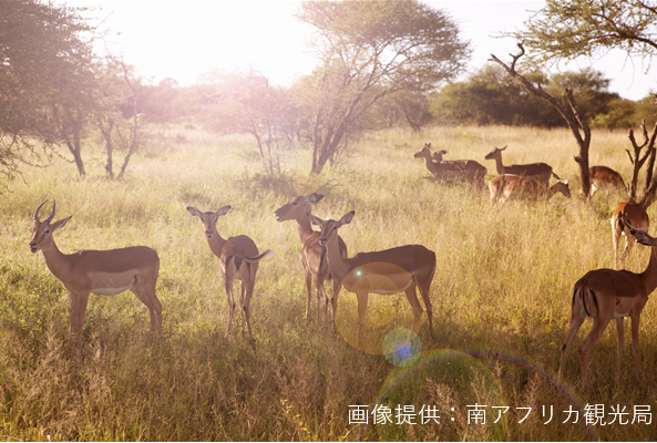 クルーガーサファリとケープタウン絶景の旅　　南アフリカ8日間　398,000円～