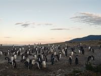Ｆ様／ペンギンに会いに～パタゴニア11日間