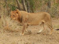 Ｋ様／20年ぶりの南アフリカ