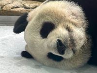 K様/2回目の台北パンダ三昧ひとり旅