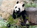 K様/台湾パンダ三昧の旅